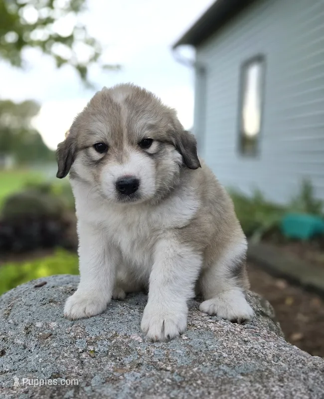 Macy – Great Pyrenees puppy for sale in Port Byron, NY