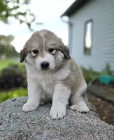 Macy, a female Great Pyrenees for sale in Port Byron, NY – 1 of 9