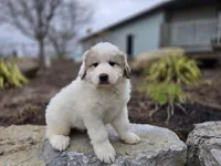 Tucker, a male Great Pyrenees for sale in Port Byron, NY – Photo 5 of 8