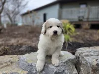 Tucker, a male Great Pyrenees for sale in Port Byron, NY – Photo 7 of 8