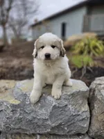 Tucker, a male Great Pyrenees for sale in Port Byron, NY – Photo 6 of 8