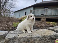 Tucker, a male Great Pyrenees for sale in Port Byron, NY – Photo 3 of 8