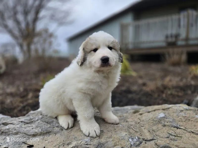 Tucker – Great Pyrenees puppy for sale in Port Byron, NY