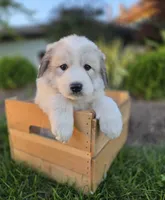 Kate, a female Great Pyrenees for sale in Port Byron, NY – 7 of 10