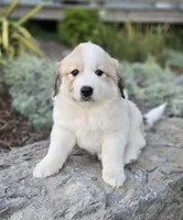 Molly, a female Great Pyrenees for sale in Port Byron, NY – 4 of 7