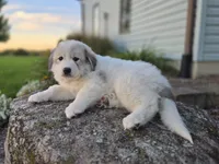 Kate, a female Great Pyrenees for sale in Port Byron, NY – 5 of 10