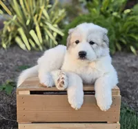 Kate, a female Great Pyrenees for sale in Port Byron, NY – 8 of 10