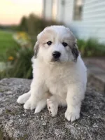 Hunter, a male Great Pyrenees for sale in Port Byron, NY – 5 of 6