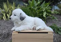 Snowball, a female Great Pyrenees for sale in Port Byron, NY – 6 of 8