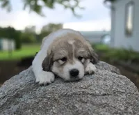 Macy, a female Great Pyrenees for sale in Port Byron, NY – 5 of 9
