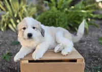 Molly, a female Great Pyrenees for sale in Port Byron, NY – 5 of 7