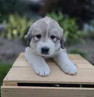 Macy, a female Great Pyrenees for sale in Port Byron, NY – 6 of 9
