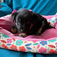 Sophie , a female Australian Shepherd and Labrador Retriever for sale in Bloomington, IL – Photo 2 of 9