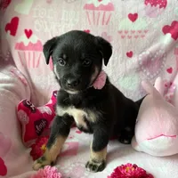Sophie , a female Australian Shepherd and Labrador Retriever for sale in Bloomington, IL – Photo 4 of 9