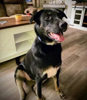 Sophie , a female Australian Shepherd and Labrador Retriever for sale in Bloomington, IL – Photo 1 of 9