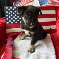 Sophie , a female Australian Shepherd and Labrador Retriever for sale in Bloomington, IL – Photo 6 of 9