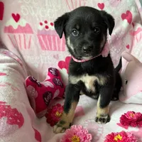 Sophie , a female Australian Shepherd and Labrador Retriever for sale in Bloomington, IL – Photo 5 of 9