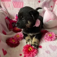 Sophie , a female Australian Shepherd and Labrador Retriever for sale in Bloomington, IL – Photo 3 of 9