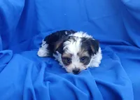 Parti Time, a male Yorkshire Terrier for sale in Laguna, NM – 4 of 4