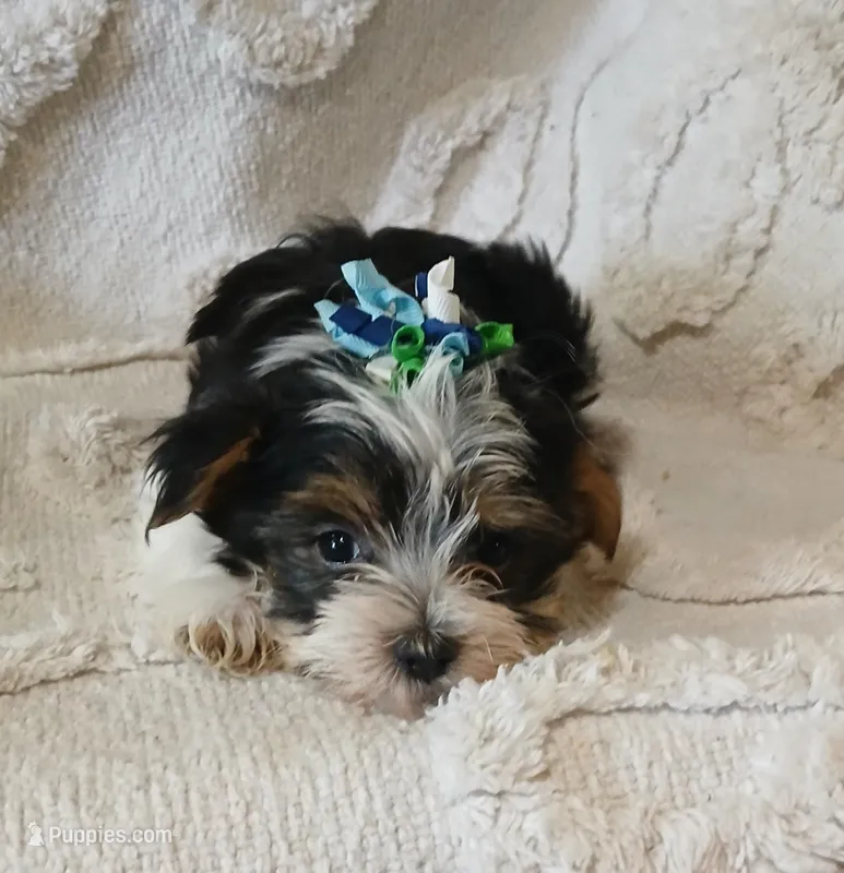Little Guy – Yorkshire Terrier puppy for sale in New Mexico, NM
