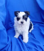 Happy, a male Yorkshire Terrier for sale in Laguna, NM – 2 of 4