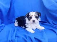 Happy, a male Yorkshire Terrier for sale in Laguna, NM – 3 of 4
