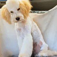 Kahuna, a male Poodle - Miniature  for sale in New Mexico, NM – Photo 4 of 4