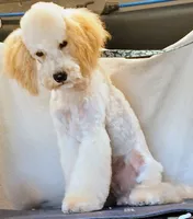 Kahuna, a male Poodle - Miniature  for sale in New Mexico, NM – Photo 1 of 4