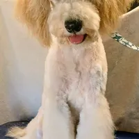 Kahuna, a male Poodle - Miniature  for sale in New Mexico, NM – Photo 2 of 4