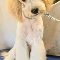 Kahuna, a male Poodle - Miniature  for sale in New Mexico, NM – Photo 3 of 4