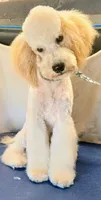 Kahuna, a male Poodle - Miniature  for sale in New Mexico, NM – Photo 3 of 4