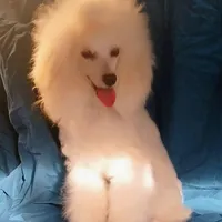 Kira, a female Poodle - Miniature  for sale in New Mexico, NM – Photo 1 of 10