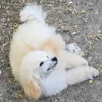 Kira, a female Poodle - Miniature  for sale in New Mexico, NM – Photo 4 of 10