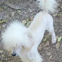Kira, a female Poodle - Miniature  for sale in New Mexico, NM – Photo 9 of 10