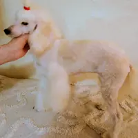 Kira, a female Poodle - Miniature  for sale in New Mexico, NM – Photo 8 of 10