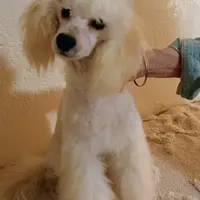 Kira, a female Poodle - Miniature  for sale in New Mexico, NM – Photo 6 of 10