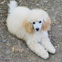 Kira, a female Poodle - Miniature  for sale in New Mexico, NM – Photo 5 of 10