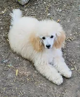 processed/c6210749-c40c-4e40-84aa-5322faface42/listing/6a50c992-3cbd-48c2-9dee-60591e8addb1/d9847860-2e10-4420-a9b6-4dfbdc75ea27