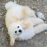 Kira, a female Poodle - Miniature  for sale in New Mexico, NM – Photo 10 of 10