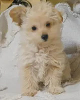 Timmy, a male Yorkshire Terrier and Poodle - Toy  for sale in New Mexico, NM – Photo 2 of 3