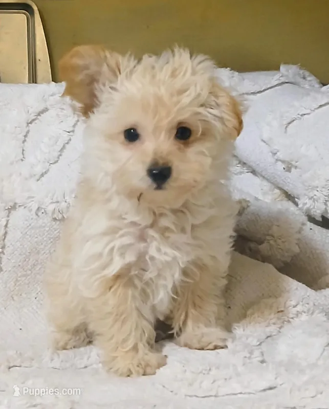 Timmy – Yorkshire Terrier, Poodle - Toy  puppy for sale in New Mexico, NM