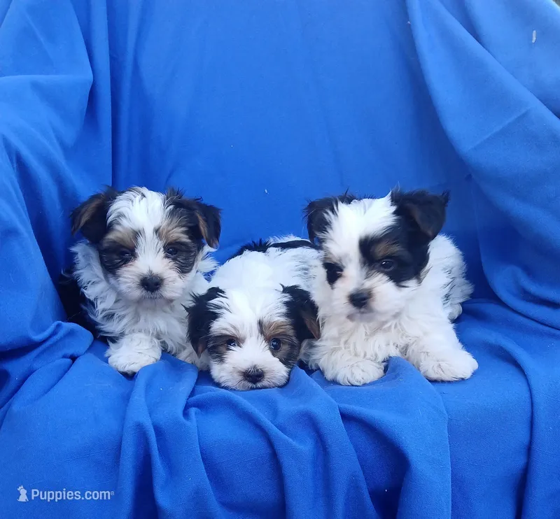 Happy – Yorkshire Terrier puppy for sale in Laguna, NM