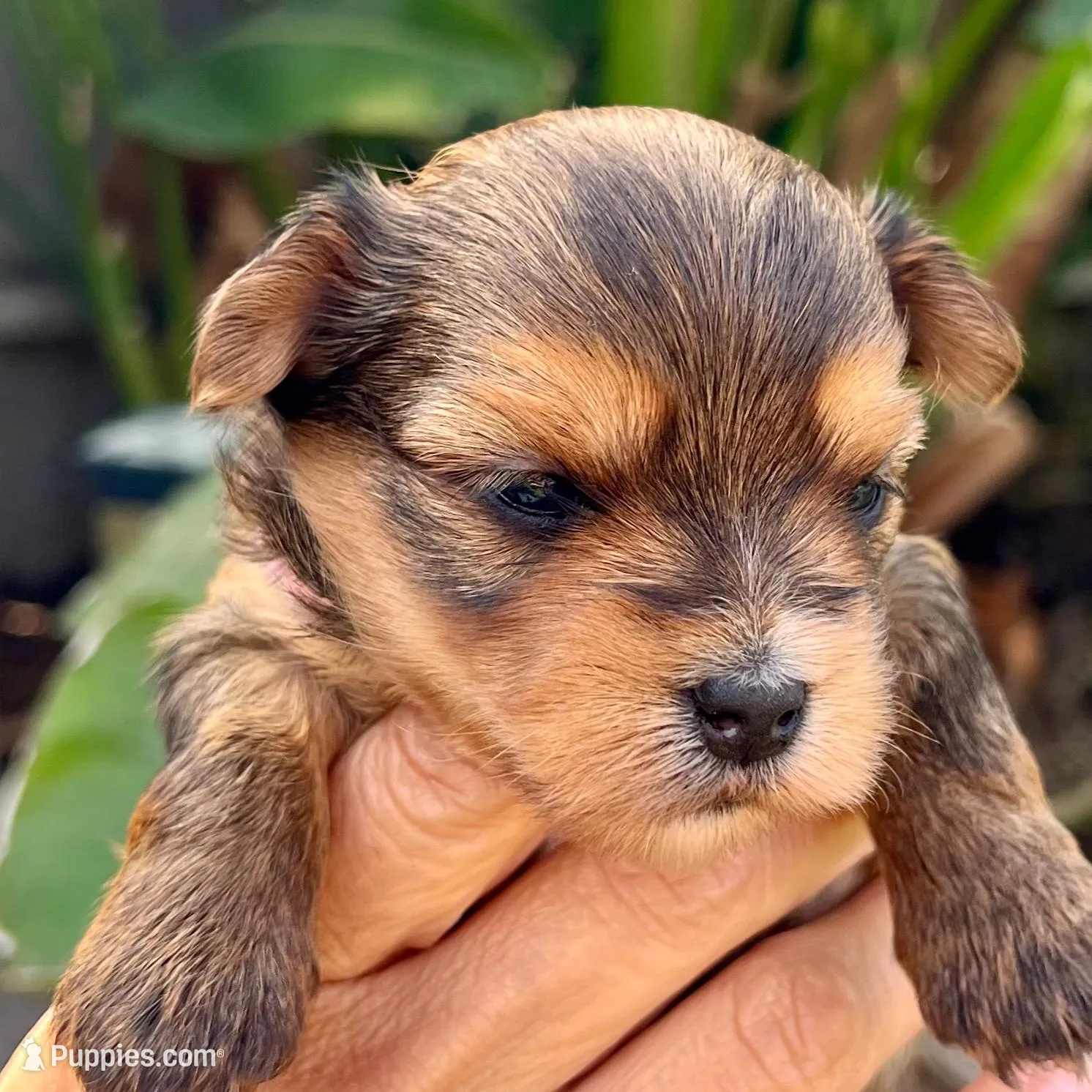 Female Light pink Collar  – Yorkshire Terrier puppy for sale in Bakersfield, CA