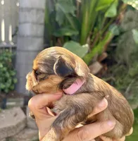 Female Light pink Collar , a female Yorkshire Terrier for sale in Bakersfield, CA – Photo 2 of 3
