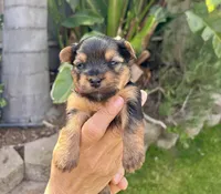 Male- Red Collar , a male Yorkshire Terrier for sale in Bakersfield, CA – Photo 1 of 3