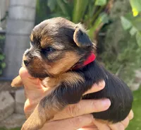 Male- Red Collar , a male Yorkshire Terrier for sale in Bakersfield, CA – Photo 2 of 3