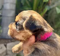 Female Hot Pink Collar , a female Yorkshire Terrier for sale in Bakersfield, CA – Photo 2 of 2