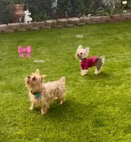 Male- Red Collar , a male Yorkshire Terrier for sale in Bakersfield, CA – Photo 3 of 3