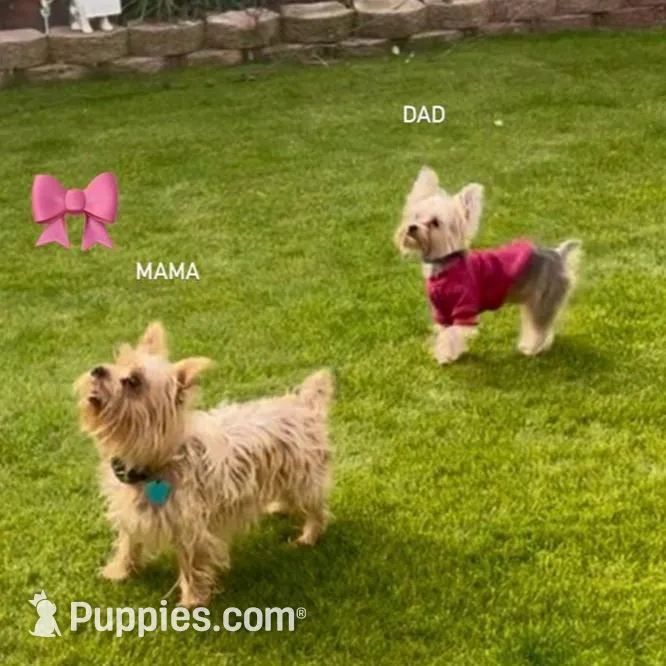 Female Light pink Collar , a female Yorkshire Terrier for sale in Bakersfield, CA – Photo 3 of 3