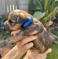 Male Blue Collar , a male Yorkshire Terrier for sale in Bakersfield, CA – Photo 2 of 3